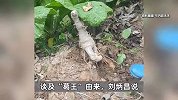 广东一地挖出2米6巨型粉葛，根部粗如人腰，要四个人才抬得动