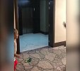 对练跆拳道还是迷之尬舞？休赛日内马尔与儿子魔性PK