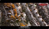 《中国一分钟》： 青川木耳