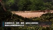 湖南一地村民赤脚踩茶叶？茶农：传统工艺，事先会用香灰洗脚