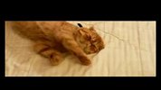 [搞笑]超可爱加菲猫睡蒙了