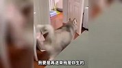 这乡村鹅霸竟然被鸡制服了 这鸡厉害了哈哈哈