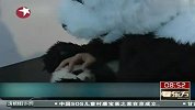 四川饲养员乔装成大熊猫 只为给野生熊猫体检