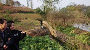 儿媳听信闺蜜毒害婆婆，这样的媳妇还是人吗？太现实了！