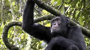 旅游-乌干达-基巴莱国家森林公园的黑猩猩-20140329