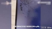 密恐慎点！海南女子误将奶茶溅入电脑显示屏，大量蚂蚁钻进屏幕