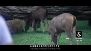 20170505-泰国神秘大象死亡谷-看鉴地理38