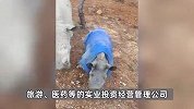 云南一男子“在线养犀牛”走红：每天喂牛还“遛牛”，不对外开放