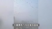 天津天空惊现神秘黑鸟群盘旋在小区楼顶，目击者：密密麻麻很恐怖