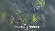 工人拿石头砸国家二级保护动物白鹇，女子一旁大声喝止，警方回应