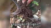百元一斤药材被游客损毁！急坏种植农户：一脚下去十多株幼苗遭殃