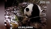 四川人的熊猫《无水印版》