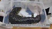 男子过安检神色慌乱动作不自然，海关一查直呼太勇：腰缠1斤重活蜥蜴