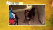 大咖笑料-20161009-  我天！智商明显负数可怎么活