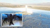 世界最大太阳能发电站，造福人类，却成动物死亡陷阱