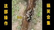 这配音加这操作真神了