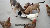 中国历史和文化的活化石正在消亡！请救救我们的中华田园犬！