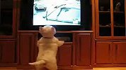 看电视的狗狗兴奋了