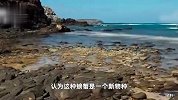 优秀！广西一17岁少年发现新物种：卷肢华石蟹