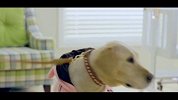 犀利吐槽《谈恋爱不如养条狗》