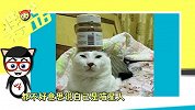 哔哔嘿嘿乐22-20160426-喵星人：你欺负我媳妇我欺负你