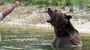 旅游-150702-美国一家庭饲养13头巨熊当宠物 共同生活数十载