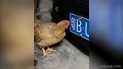这只鸡也太有文化了！居然会识字 “小鸡啄米”神还原