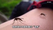为什么蚊子只咬我一人？医生：和血型无关，漂亮的人可能更招蚊子