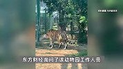 四川一动物园虎尿50元1瓶，工作人员：擦风湿的很多人买，随时叫饲养员接