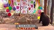 武汉女饲养员与棕熊“打架”引热议，本人晒与熊的贴脸照回应：我们天下第一好