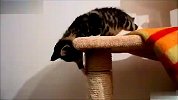 生活-可爱的萌猫家中的活宝