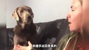 这猫咪都会打拳了 这是要成精了吗