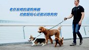 老外发明的遛狗神器，功能超贴心还能训练狗狗，铲屎官的福音！