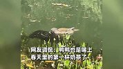 鸭子河里狂炫“蝌蚪自助”，像极了喝珍珠奶茶：喝不完根本喝不完