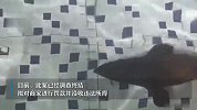 “中华鲟”竟然登上食客餐桌，官方调查结果出炉