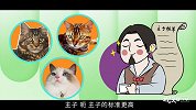养猫要花多少钱？1分钟告诉你适合给哪种主子铲屎