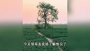 因游客踩踏庄稼，网红打卡点“孤独的树”被农户砍掉？当地回应