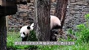 “中国大熊猫之父”胡锦矗去世，保护国宝的国宝走了