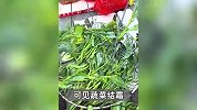 广州北部山区最低温降至零下3度！汽车披冰衣、蔬菜水桶结冰、水管被冻住