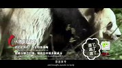 20180209-大熊猫便便可以泡茶擦嘴？-看鉴地理159集