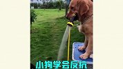 自古民间出大神，这些野生训狗大师，个个都是人才