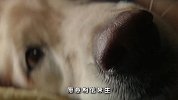 口袋电影-20180208-狗富贵，勿相忘，和新年的距离就差这一部狗狗电影～