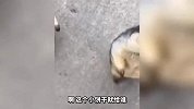 做狗千万不要太嚣张 不然就会像它一样