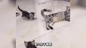 猫咪看我单手拿捏你 你也就这点本事