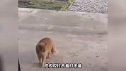 这猫咪都会开空调了 这是要成精了