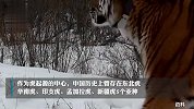 黑龙江双鸭山再现东北虎？林业局：越境而来，非“完达山一号”