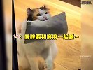 会撒娇的猫咪最可爱，谁能抵挡得住这种魅力呢！