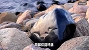 山东男子捡到熊猫奇石，有人出价百万也不卖，专家估值1.5亿