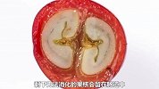 实地探访咖啡豆加工厂，猫屎咖啡是如何被制作出来的！