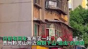 贵州黔灵山猴子下山“巡街”，居民楼外墙成群结队飞檐走壁